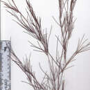 Image of Aspalathus pendula R. Dahlgren