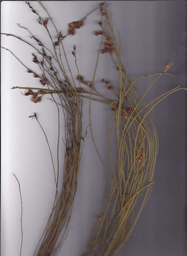 Image of Psoralea ramulosa