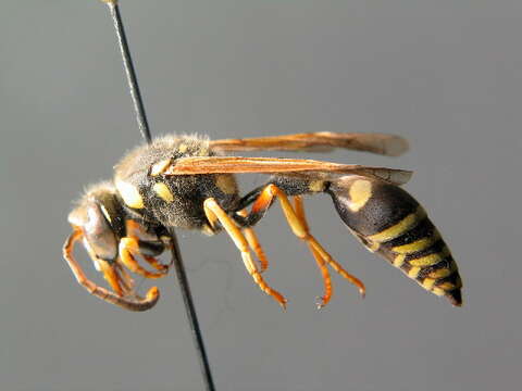 Image of Eumenidae