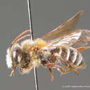 Imagem de Andrena decipiens Schenck 1861