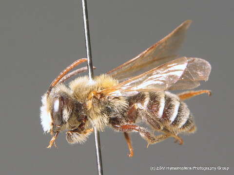 Sivun Andrena decipiens Schenck 1861 kuva