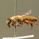 Image of Andrena nuptialis Pérez 1902
