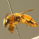 Image of Andrena polita Smith 1847