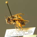 Image of Andrena rhenana E. Stöckhert 1930