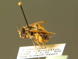 Image of Andrena rhenana E. Stöckhert 1930