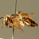 Image of Andrena rosae Panzer 1801