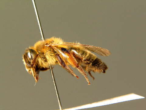 Image of Andrena suerinensis Friese 1884