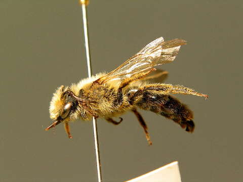 Image of Andrena suerinensis Friese 1884