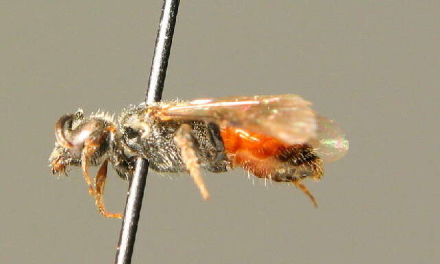 Sphecodes miniatus Hagens 1882 resmi