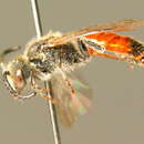 Sphecodes rubicundus Hagens 1875 resmi