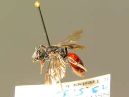 Sphecodes rubicundus Hagens 1875的圖片