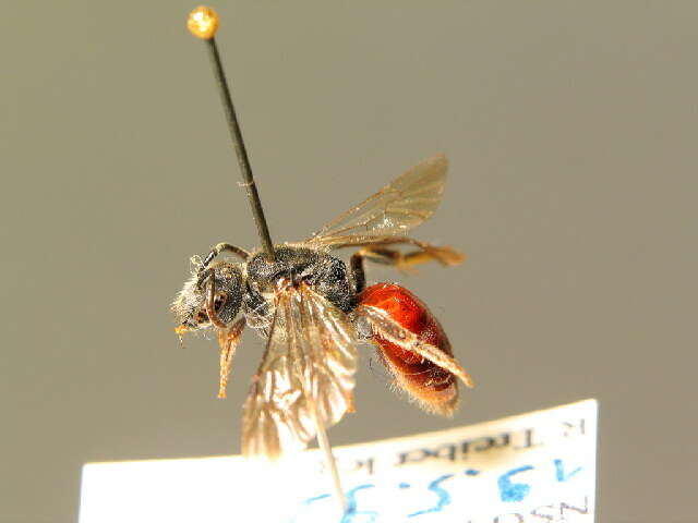 Sphecodes rubicundus Hagens 1875的圖片