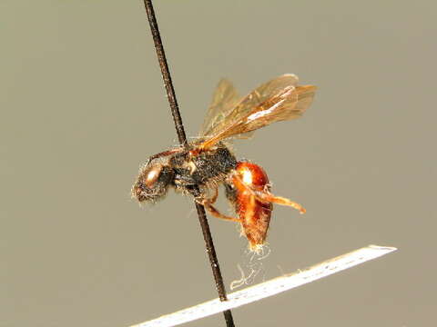 Image of Sphecodes ruficrus (Erichson 1835)