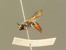 Sphecodes scabricollis Wesmael 1835的圖片