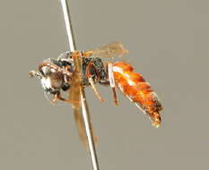 Sphecodes schenckii Hagens 1882 resmi