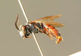 صورة Sphecodes schenckii Hagens 1882