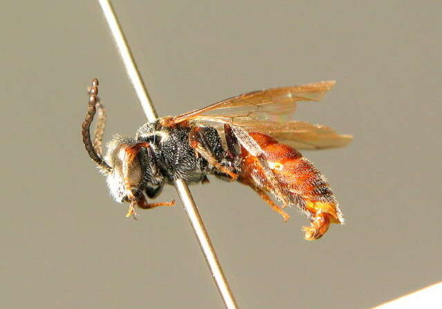 Sphecodes schenckii Hagens 1882 resmi