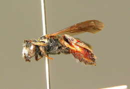 Sphecodes schenckii Hagens 1882 resmi