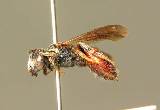 Sphecodes schenckii Hagens 1882 resmi