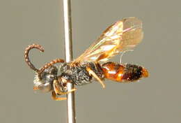 Image of Sphecodes pseudofasciatus Blüthgen 1925