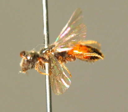 صورة Sphecodes crassus Thomson 1870