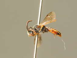 Sphecodes geoffrellus (Kirby 1802) resmi