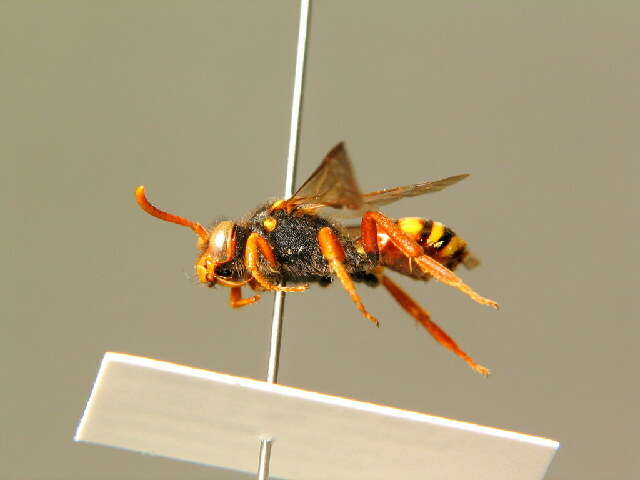 Image of Nomada bifasciata Olivier 1811