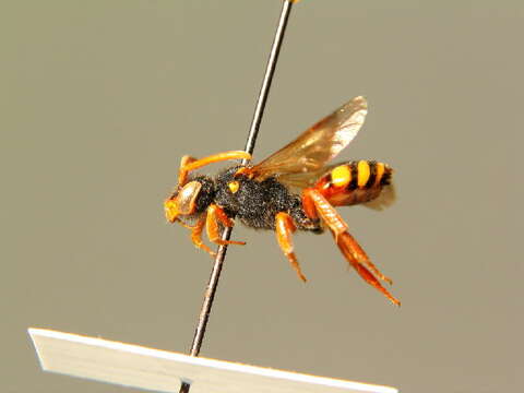 Image of Nomada bifasciata Olivier 1811