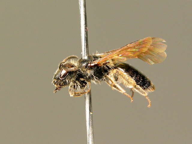 Imagem de Andrena minutuloides Perkins 1914