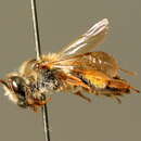 Andrena fulvida Schenck 1853 resmi