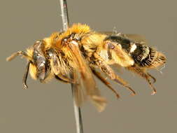 Image of Andrena dorsata (Kirby 1802)