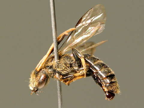 Image of Lasioglossum subfulvicorne (Blüthgen 1934)