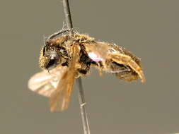 Image of Lasioglossum subfulvicorne (Blüthgen 1934)