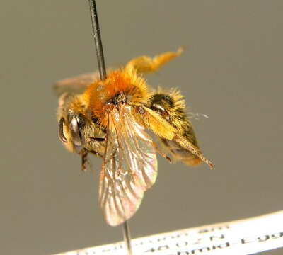 Image of Andrena fulvata E. Stöckhert 1930