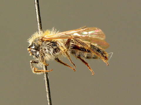 Image of Andrena fulvata E. Stöckhert 1930