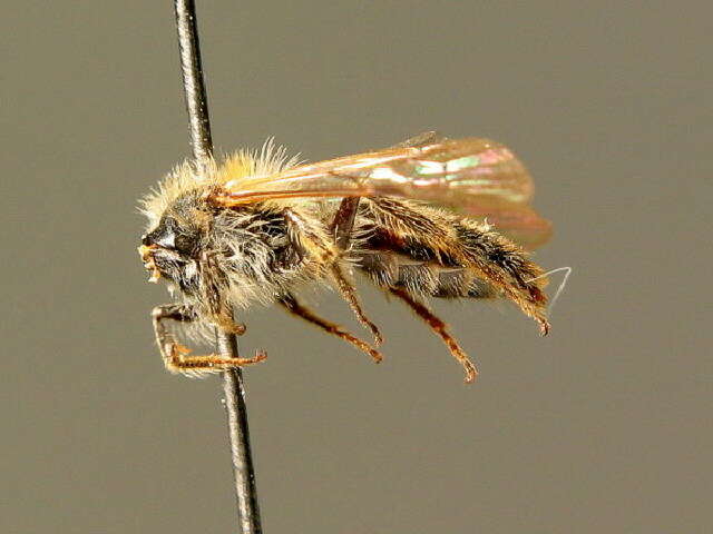 Image of Andrena fulvata E. Stöckhert 1930