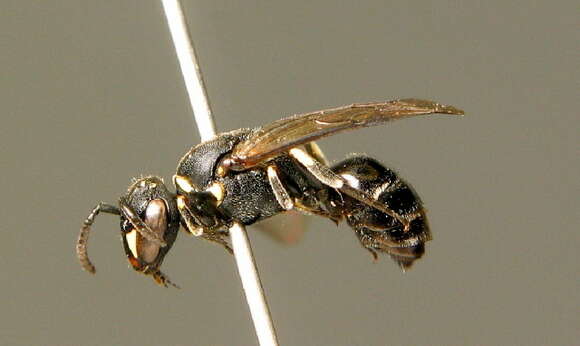 Imagem de Hylaeus gibbus Saunders 1850