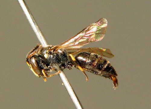 Image of Hylaeus gibbus Saunders 1850