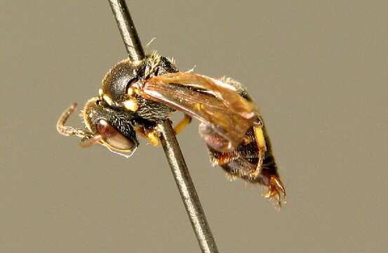 Image of Hylaeus gibbus Saunders 1850