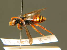 Image of Nomada bifasciata Olivier 1811