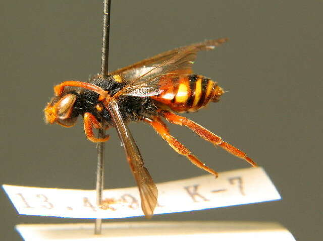 Image of Nomada bifasciata Olivier 1811