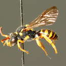 Image of Nomada emarginata Morawitz 1877