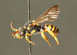 Image of Nomada emarginata Morawitz 1877