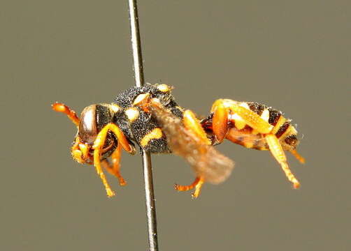 Image of Nomada emarginata Morawitz 1877