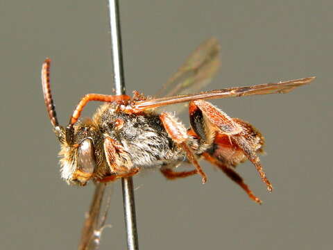 Image of Nomada facilis Schwarz 1967