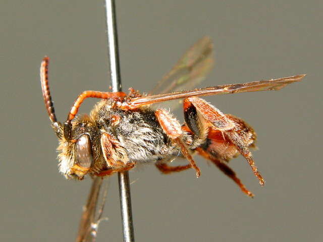 Image of Nomada facilis Schwarz 1967