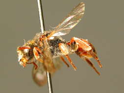 Image of Nomada facilis Schwarz 1967