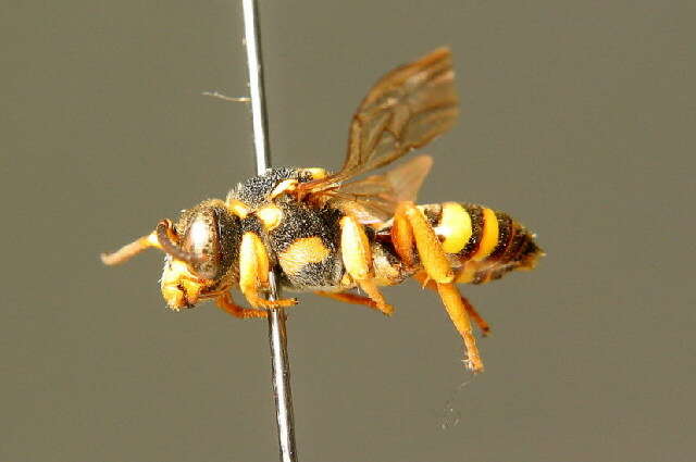 Image of Nomada flavopicta (Kirby 1802)