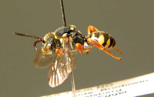 Image of Nomada flavopicta (Kirby 1802)