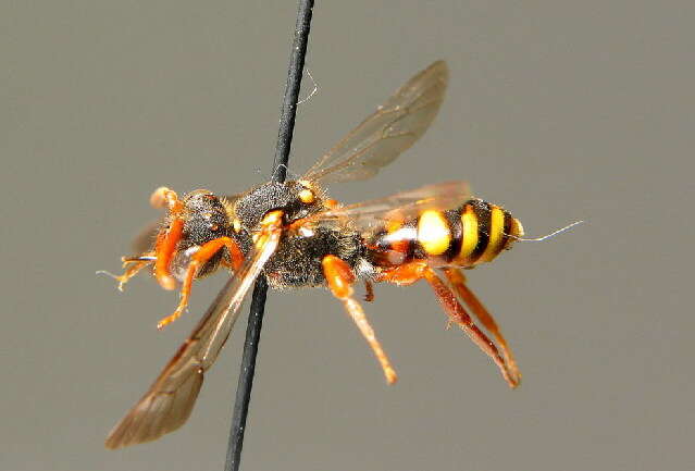 Image of Nomada fulvicornis Fabricius 1793